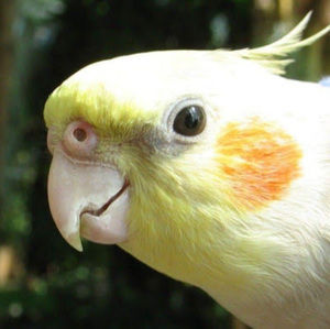 Meet your Posher, Maya